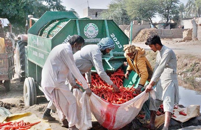 Farmers washing carrots before taking them to vegetable market