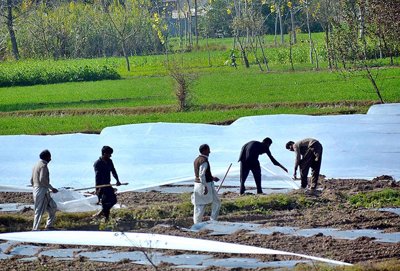 Farmers covering saplings with plastic sheets to protect them from cold weather