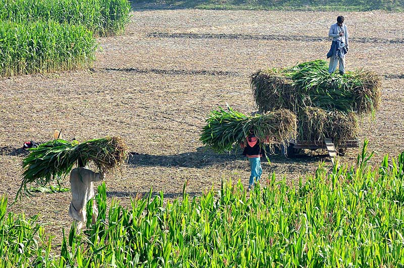 Farmers busy in loading green fodder on the delivery van after cutting from their field.