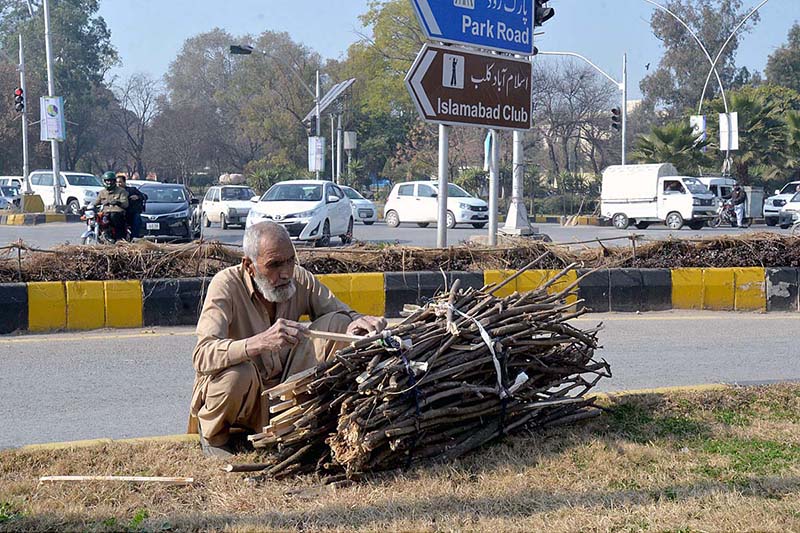 An old man collecting dry branches of tree for domestic use