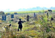 Farmers cutting sugarcanes crop at Hatri Area