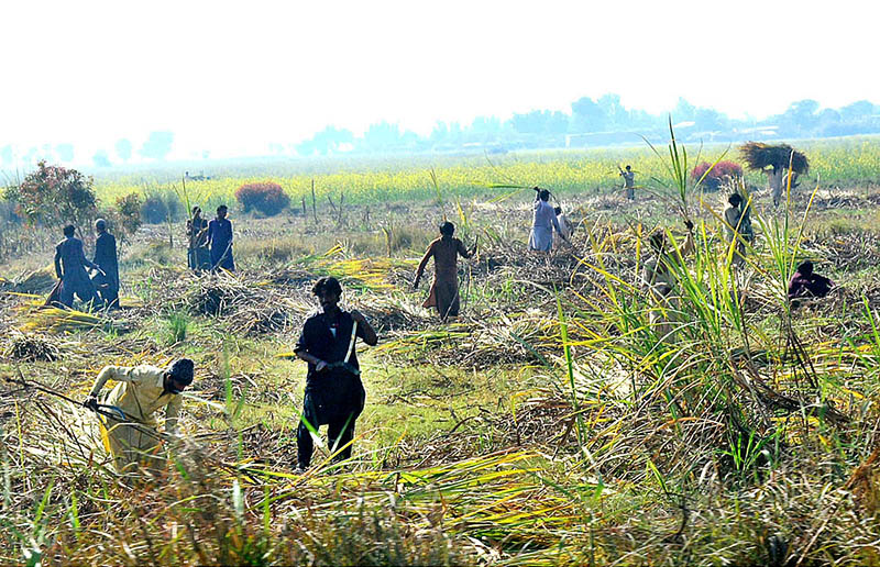 Farmers cutting sugarcanes crop at Hatri Area