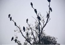 Birds sitting on the branches of tree