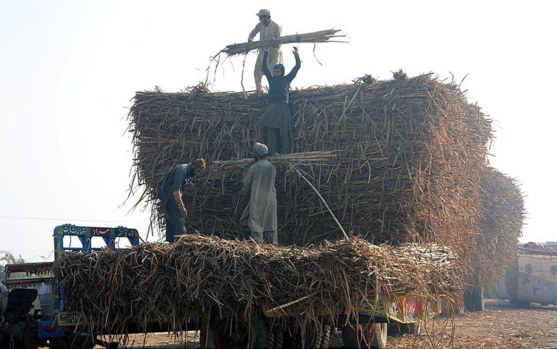 Workers loading sugarcanes on trolley at Sargodha Road