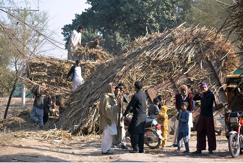 A flip over view of sugarcane loaded trolley at Naranwala Road