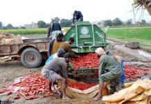 Farmers washing fresh carrots after harvesting to pack carrots in bags for delivery at vegetable market in the city