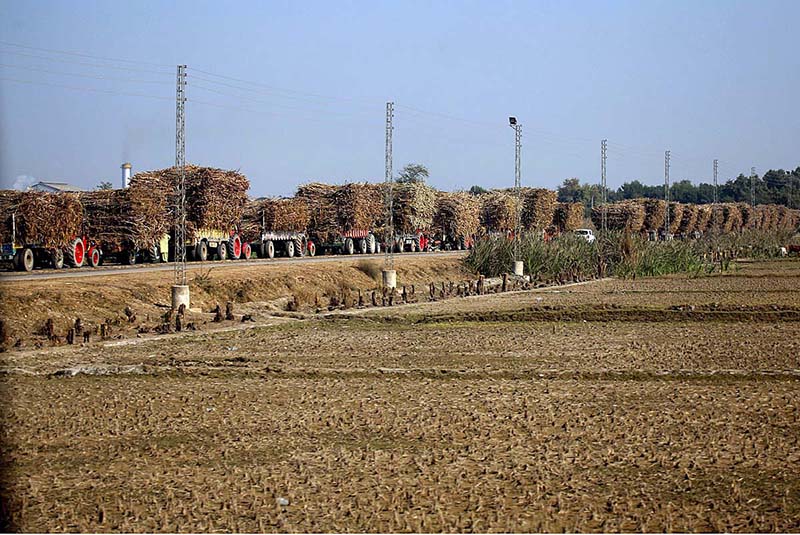 Tractor trolleys loaded with sugarcane waiting in a long queue on roadside for unloading at outside sugar mill on outskirts area in the city