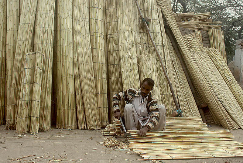 Labourer cutting cane sticks for making traditional Curtin (chik) at his workplace