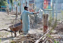 PHA personnel cutting and trimming tress on the green belt at the Police Lien road Bahawalpur.