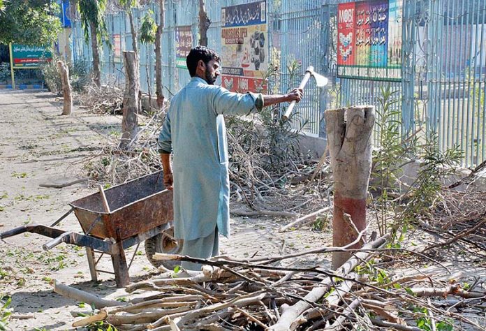 PHA personnel cutting and trimming tress on the green belt at the Police Lien road Bahawalpur.