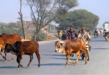 A herd of cows walking freely at Vehari Road creating hurdles in smooth flow of traffic and needs the attention of concerned authorities