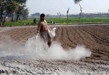 Farmer spreading fertilizer in his field for next crop
