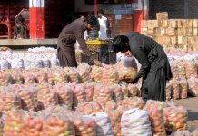 Workers busy in packing tomatoes in bags for bidding at Vegetable Market.