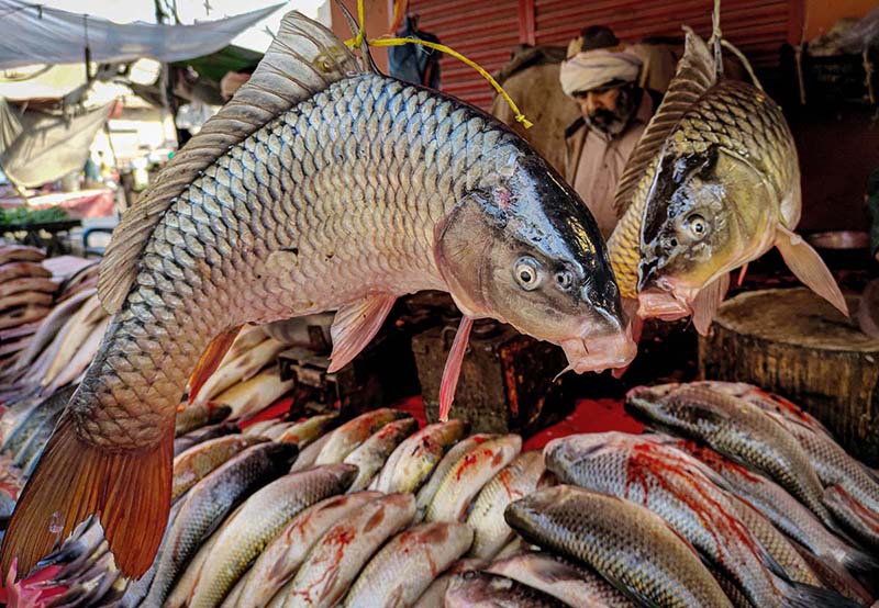 A vendor displaying and selling Fresh fishes at old Fish Market