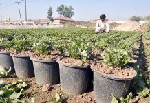 A nursery worker sowing seeds for seasonal flowers in pots at his nursery