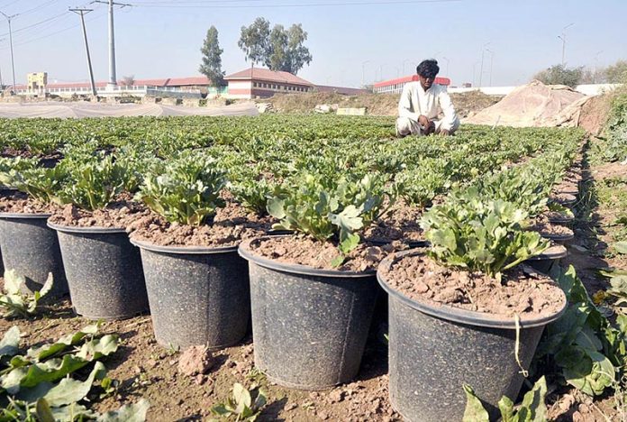 A nursery worker sowing seeds for seasonal flowers in pots at his nursery