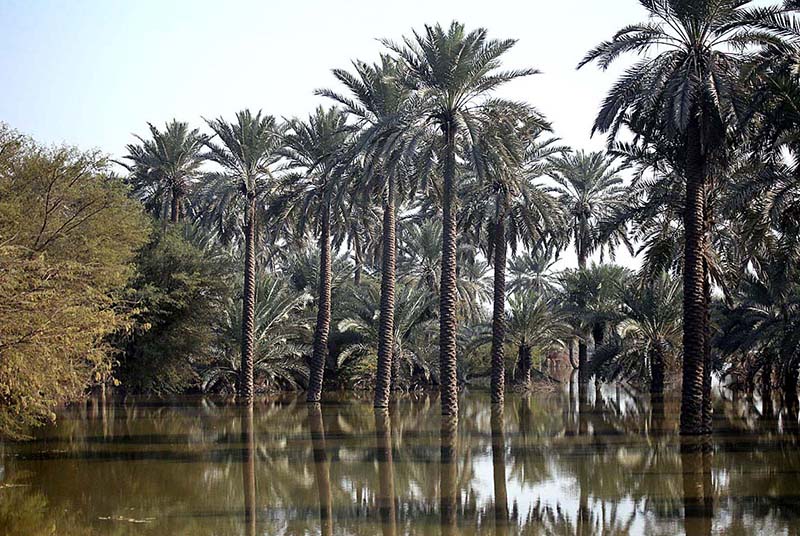 A view of submerged Palm trees after four months of flash flood water as millions of houses and roads damaged and washed away due to deadly flood hit the areas