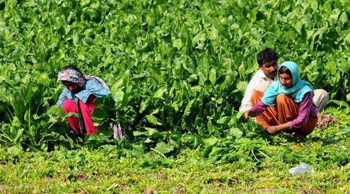 A farmer family cutting fresh vegetable spinach in their farm field