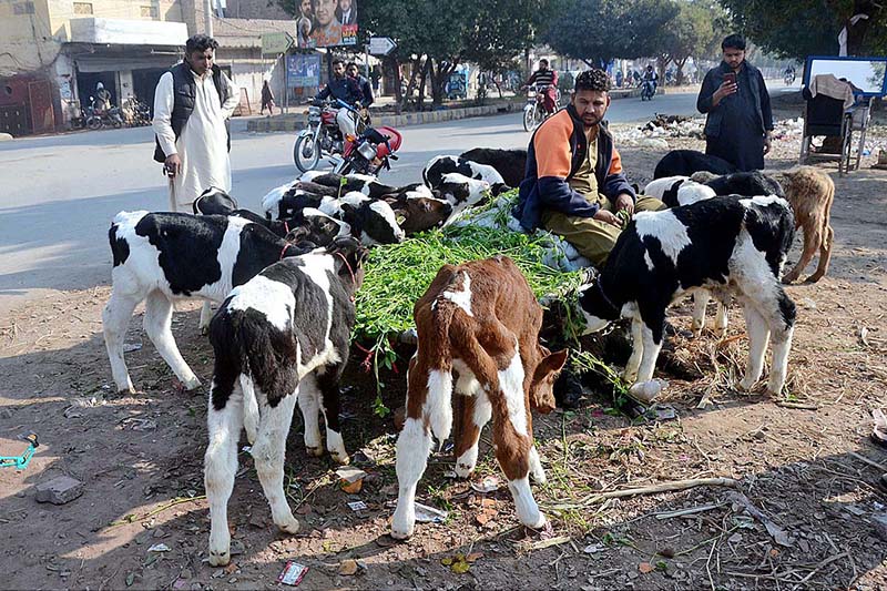 Farmer displaying cow kids for sell at Piran Ghaib road