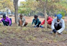 CDA workers planting grass on a greenbelt of Aabpara