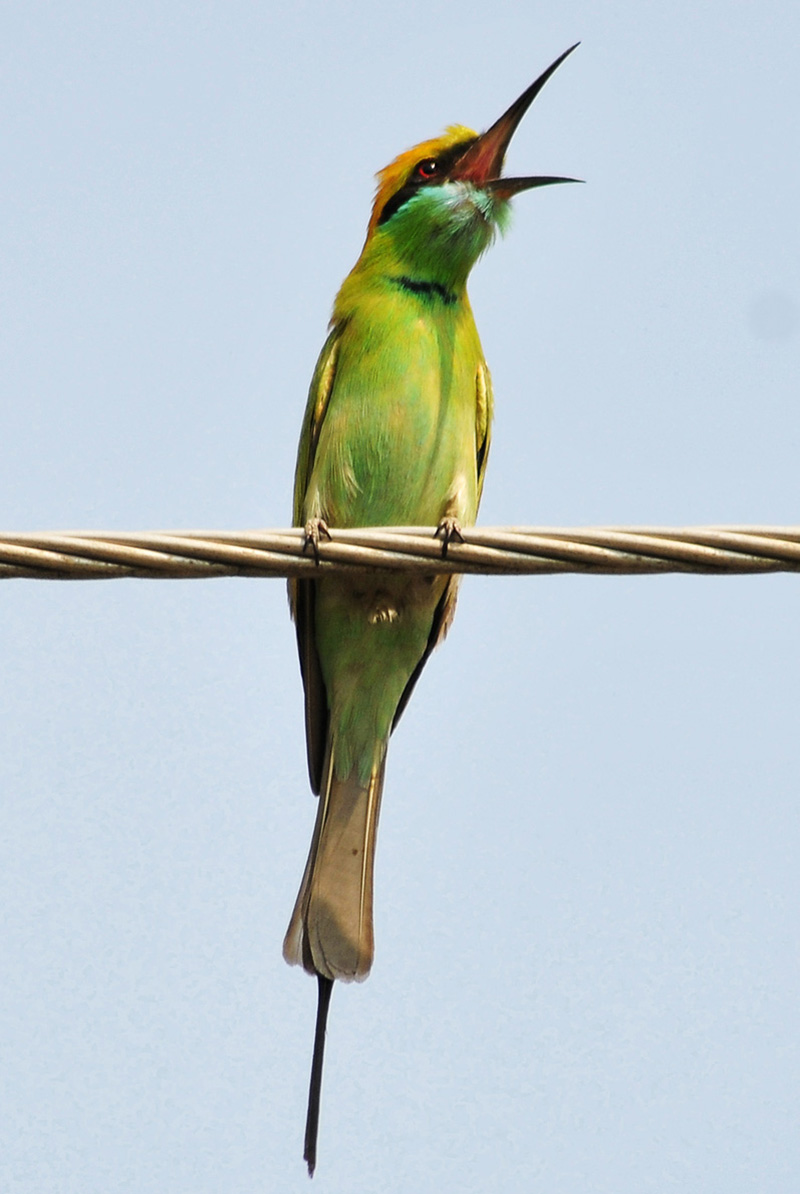 A beautiful bird Green Bee-eater sitting on an electric wire