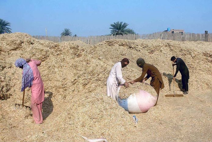 Labourer binding bundle of husk from wheat at their workplace