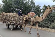 A camel cart holder on the way loaded with sugarcane at Naudero road