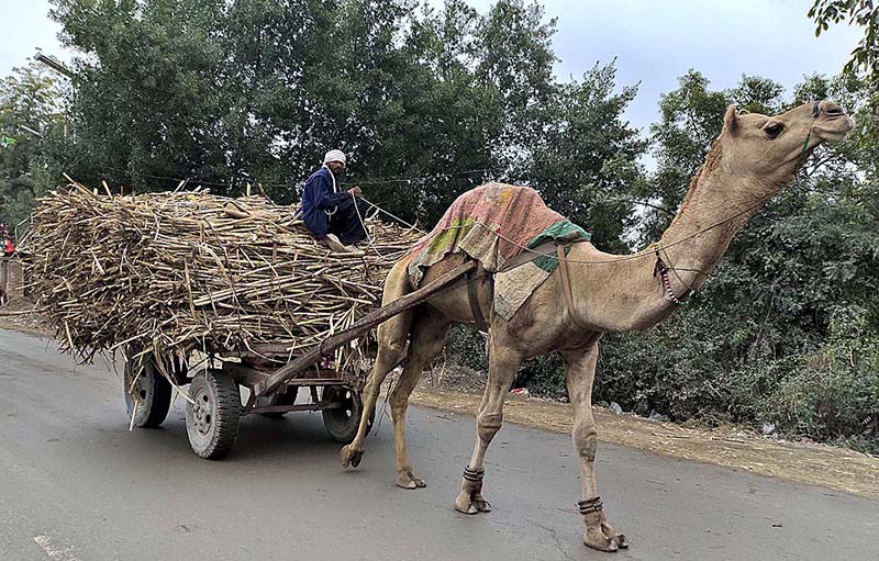 A camel cart holder on the way loaded with sugarcane at Naudero road