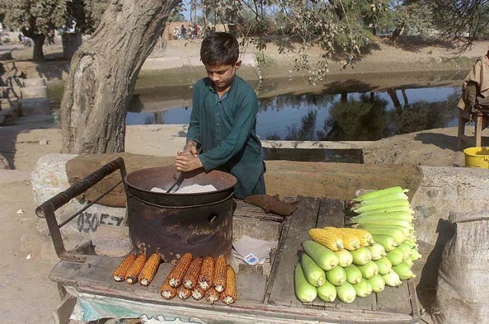 A young vendor busy in roasting corn cob for customers on his hand cart setup at roadside