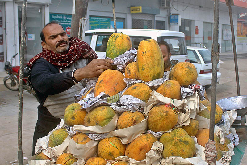 Vendor arranging and displaying seasonal fruit papaya to attract the customer at his roadside setup