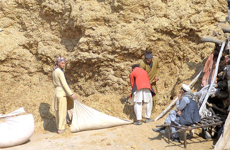 Laborer binding bundle of wheat-husk for selling at their workplace