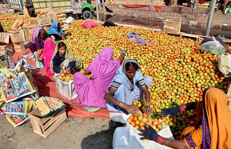 Daily wages laborers unloading the turnip bags from the delivery truck loading at vegetable market