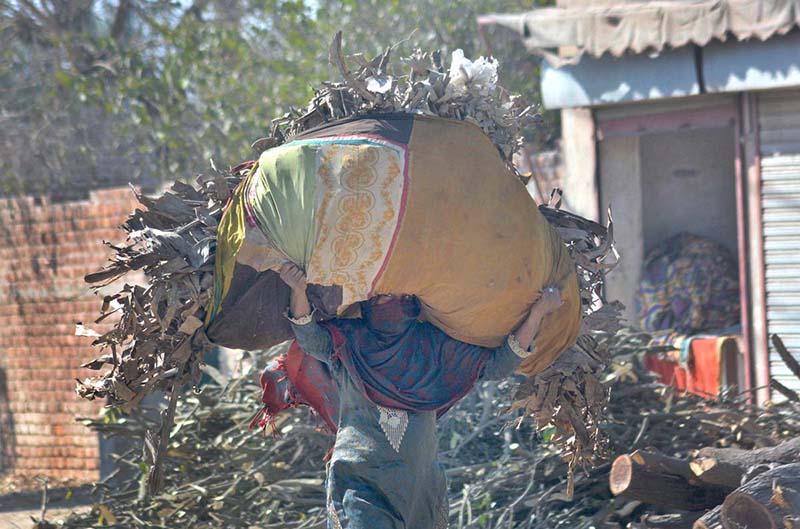 A woman on the way carrying a huge bundle of dry branches on her head