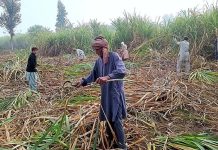 Farmers busy in cutting sugarcanes near Khushab Road