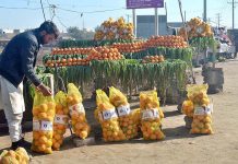 Vendor packing and selling oranges at Lahore Road