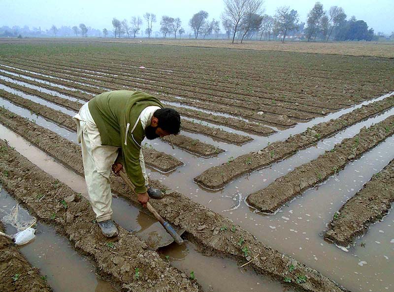 A farmer preparing land for next crop near Lahore road