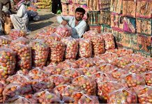 A vendor arranging and displaying tomatoes in plastic bags to attract the customers at Vegetable Market