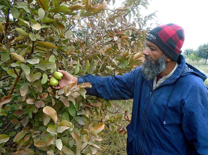 A farmer checking guava before plucking near Lahore road.