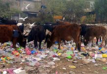 Cows are searching food from garbage at Iqbal Colony