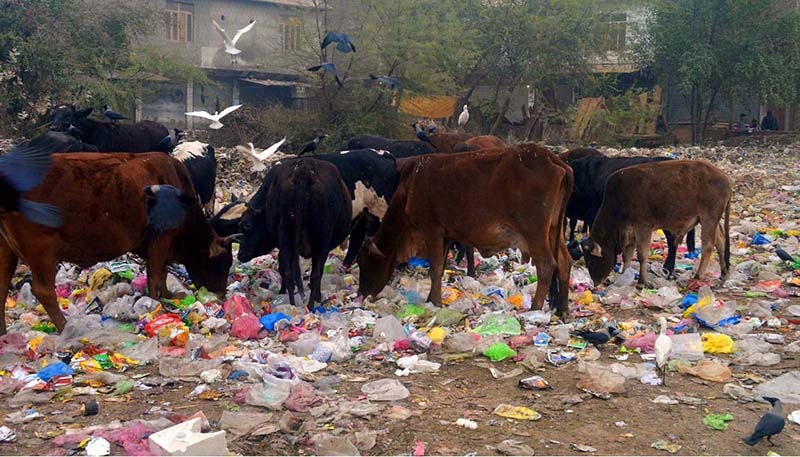 Cows are searching food from garbage at Iqbal Colony