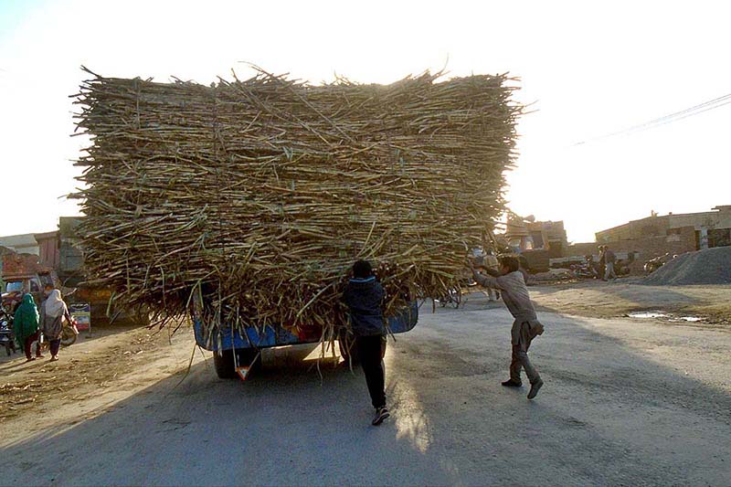 Youngsters pulling down sugarcane from tractor trolley in a dangerous way can be fatal anytime and needs the attention of concerned authorities near Jhang road
