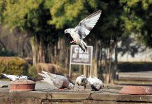 Pigeons picking up food throwing by the people for mercy at F9 Park in the Federal Capital