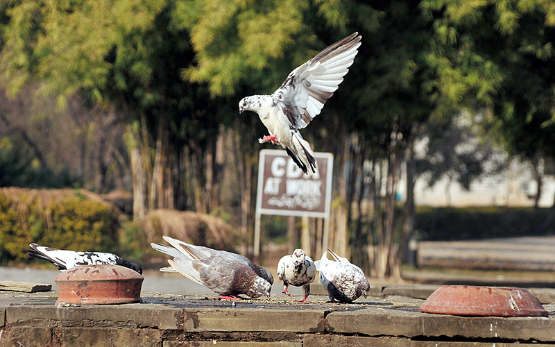 Pigeons picking up food throwing by the people for mercy at F9 Park in the Federal Capital