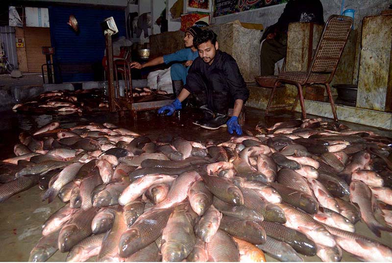 Vendors are weighing fish at their shop as demand of fish increased due to  cold weather