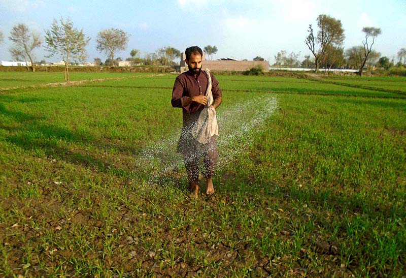 A farmer use fertilizer in a vegetable field at Faisalabad road