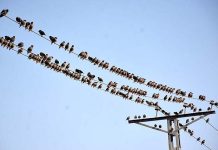 A large number of birds sitting on the electric wire.