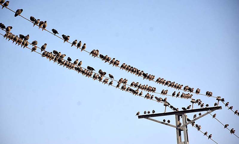 A large number of birds sitting on the electric wire.