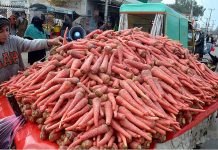 A child street vendor is selling fresh carrots on a hand cart in the city