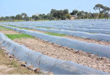 Plants cover with plastic sheets to protect from chilled weather as the mercury dropping in the northern area