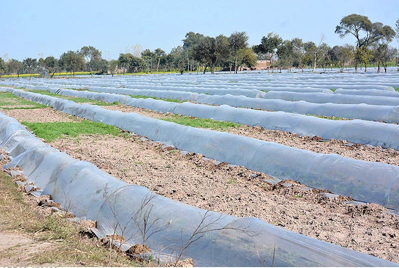 Plants cover with plastic sheets to protect from chilled weather as the mercury dropping in the northern area